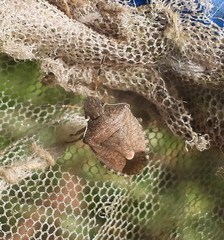 Peribalus strictus vernalis