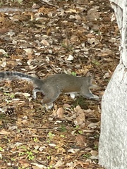 Sciurus carolinensis