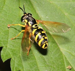 Chrysotoxum