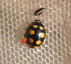 Coccinula quatuordecimpustulata