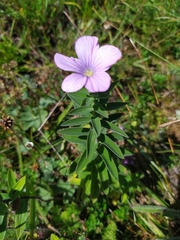 Linum hypericifolium