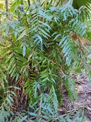 Stenochlaena palustris