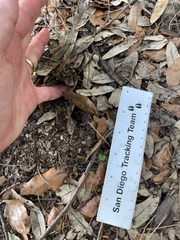 Sciurus carolinensis