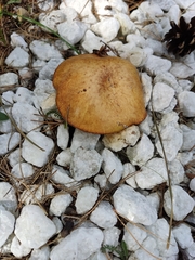 Suillus granulatus
