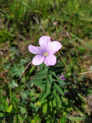Linum hypericifolium