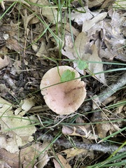 Lactarius quietus
