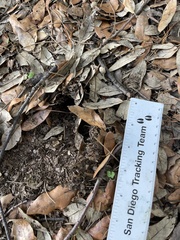 Sciurus carolinensis