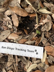 Sciurus carolinensis