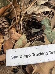 Sciurus carolinensis