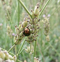 Chrysolina americana