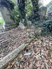 Sciurus carolinensis