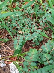 Euphorbia prostrata