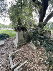 Sciurus carolinensis