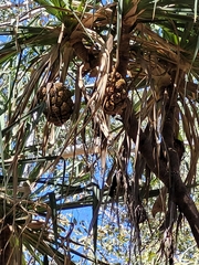 Pandanus spiralis