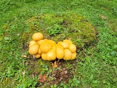 Gymnopilus luteus