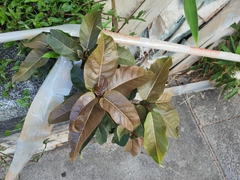 Ficus virens