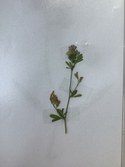 Medicago sativa