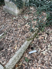 Sciurus carolinensis