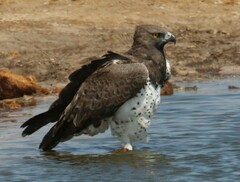 Polemaetus bellicosus