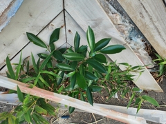 Ficus microcarpa