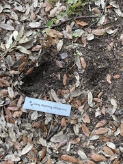 Sciurus carolinensis