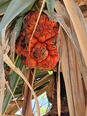 Pandanus spiralis