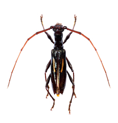 Gnomibidion digrammum