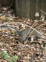 Sciurus carolinensis