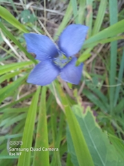 Gentianopsis ciliata