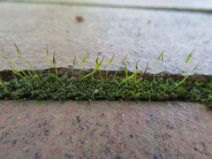 Tortula muralis muralis