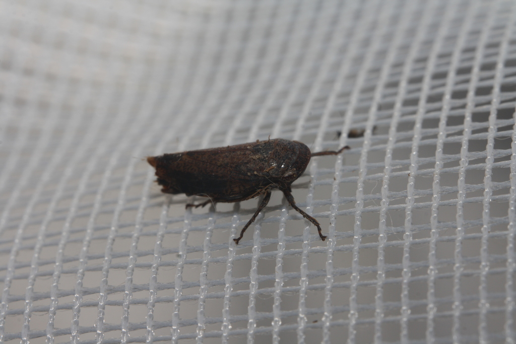 Selenocephalus obsoletus