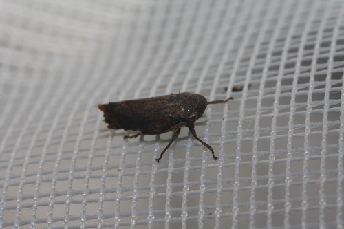 Selenocephalus obsoletus