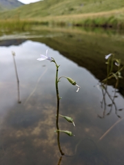 Lobelia dortmanna