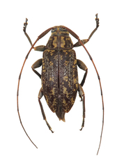 Atrypanius remissus