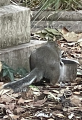 Sciurus carolinensis