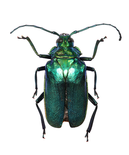 Esmeralda laetifica