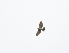 Rupornis magnirostris