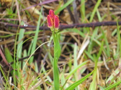 Baeometra uniflora