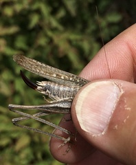 Platycleis grisea