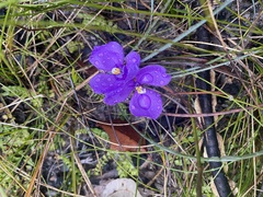 Patersonia