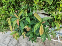 Ficus virens