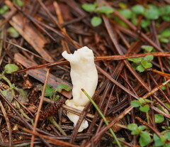 Clavulina rugosa