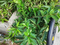 Ficus microcarpa