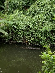 Varanus salvator macromaculatus