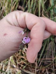 Rostellularia adscendens