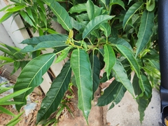 Ficus virens