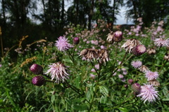 Cirsium arvense integrifolium