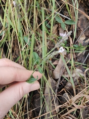 Rostellularia adscendens