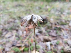Anthyllis vulneraria