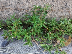 Oldenlandia corymbosa
